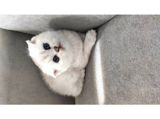 Secereli Scottish Fold görsel