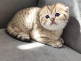 Secereli Scottish Fold