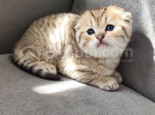 Secereli Scottish Fold görsel