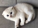 Secereli Scottish Fold