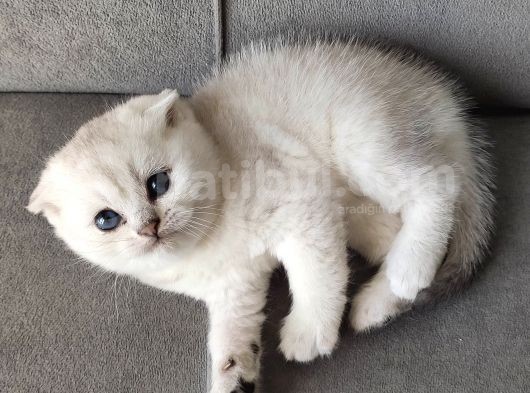 Secereli Scottish Fold görsel