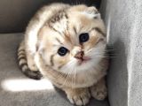 Secereli Scottish Fold