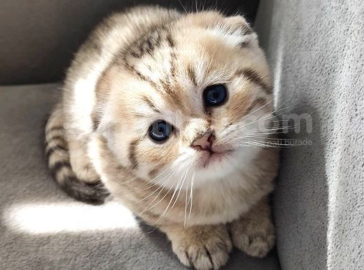 Secereli Scottish Fold