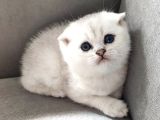 Secereli Scottish Fold