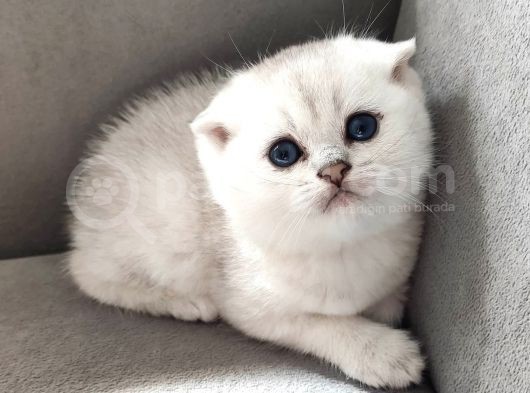 Secereli Scottish Fold görsel