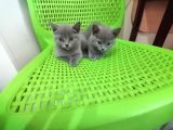 Sahiplendirme British Shorthair