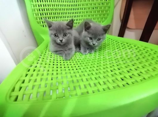 Sahiplendirme British Shorthair