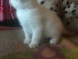 A Kalite Scottish Fold Yavru