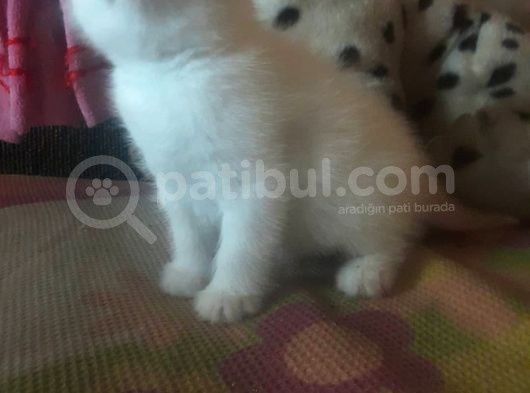 A Kalite Scottish Fold Yavru