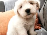 Maltese Terier Bebeklerim