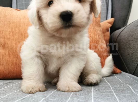 Maltese Terier Bebeklerim görsel