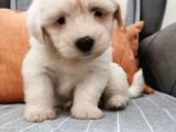 Maltese Terier Bebeklerim