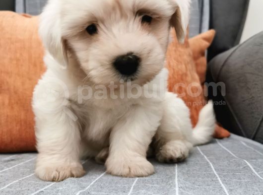 Maltese Terier Bebeklerim