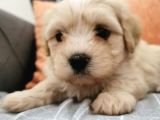 Küçük Erkek Bebeklerim Maltipoo