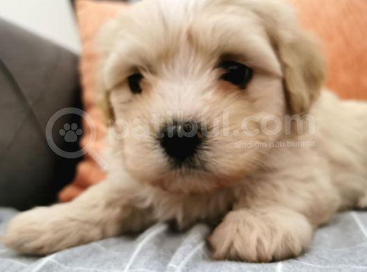 Küçük Erkek Bebeklerim Maltipoo görsel