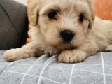 Küçük Erkek Bebeklerim Maltipoo