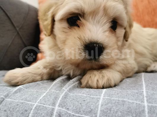 Küçük Erkek Bebeklerim Maltipoo