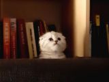 Silver Tabby Oyuncu Yavrumuz Yeni Yuvasını Arıyor