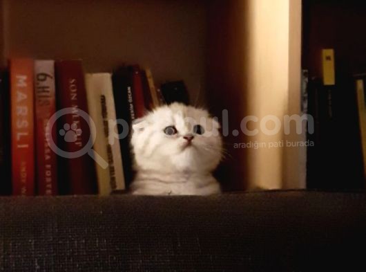 Silver Tabby Oyuncu Yavrumuz Yeni Yuvasını Arıyor görsel