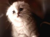 Silver Tabby Oyuncu Yavrumuz Yeni Yuvasını Arıyor