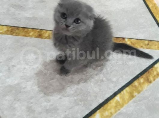 Acillll Gun Içerisinde Alacaklar Arasin
