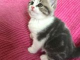 45 Günlük 3 Adet British Shorthair Yavru