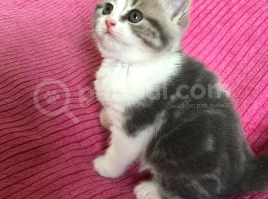 45 Günlük 3 Adet British Shorthair Yavru görsel