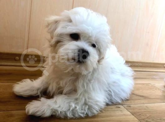 Orj. Babyface Maltese Teri̇er  Bebeklerimiz