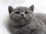 Blue Di̇şi̇ Brittish Shorthair Yavru
