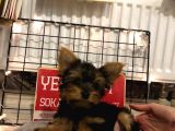 Orj. Babyface Yorkshi̇re Teri̇er Bebeklerimiz