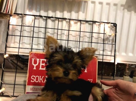 Orj. Babyface Yorkshi̇re Teri̇er Bebeklerimiz görsel