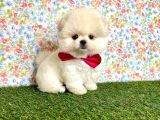 Safkan Pomerani̇an Boo Yavrularimiz