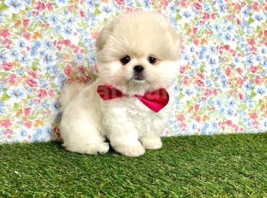 Safkan Pomerani̇an Boo Yavrularimiz görsel