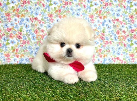 Safkan Pomerani̇an Boo Yavrularimiz