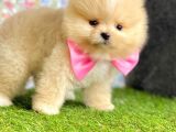 Safkan Pomerani̇an Boo Yavrularimiz
