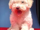 2 Aylik Erkek Malti̇poo