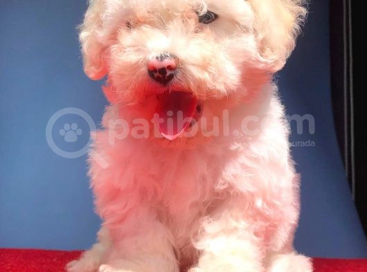2 Aylik Erkek Malti̇poo görsel