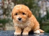 2.5 Aylik Erkek Malti̇poo