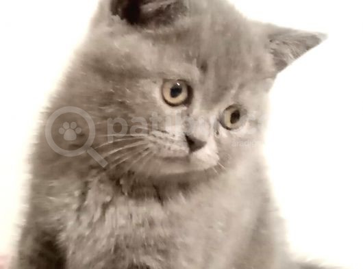 Bri̇ti̇sh Shorthai̇r Annealti Sahi̇bi̇nden Antalya