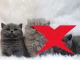 Blue Di̇şi̇ Brittish Shorthair Yavru
