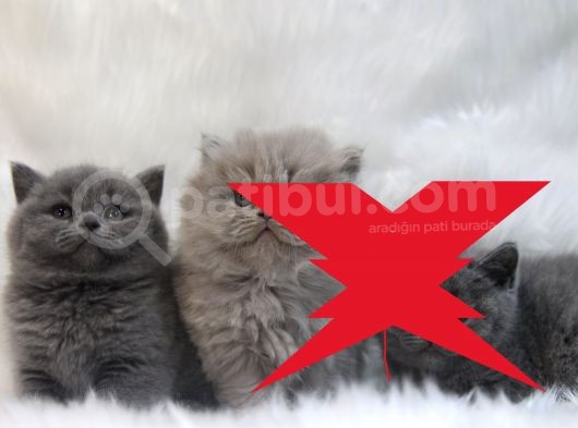 Blue Di̇şi̇ Brittish Shorthair Yavru görsel