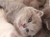 Scotti̇sh Fold Kedi̇leri̇mi̇z