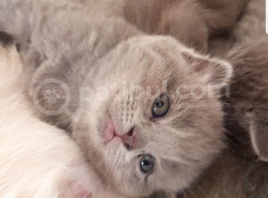 Scotti̇sh Fold Kedi̇leri̇mi̇z görsel