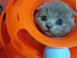 Scotti̇sh Fold Kedi̇leri̇mi̇z