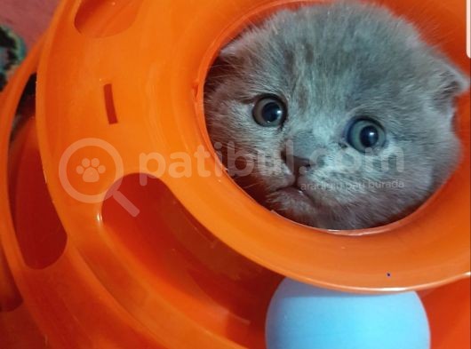 Scotti̇sh Fold Kedi̇leri̇mi̇z görsel