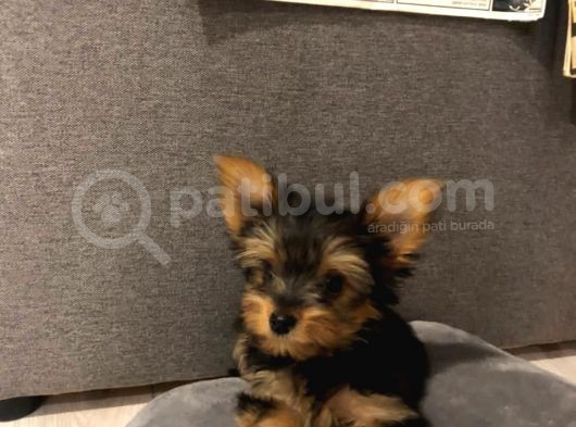 Orj. Babyface Yorkshi̇re Teri̇er Bebeklerimiz görsel