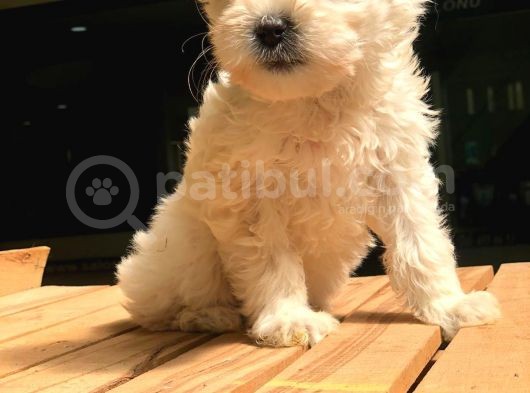 2.5 Aylik Di̇şi̇ Malti̇poo görsel