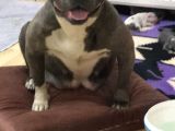 Pocketbully Bu Yavrular Kaçmaz