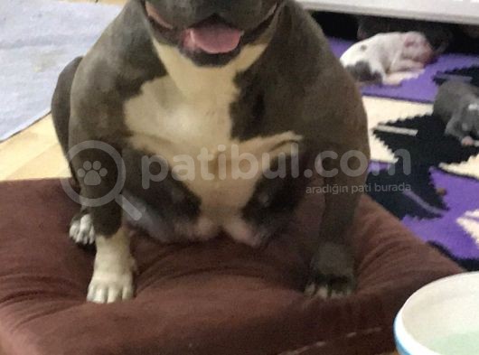 Pocketbully Bu Yavrular Kaçmaz görsel
