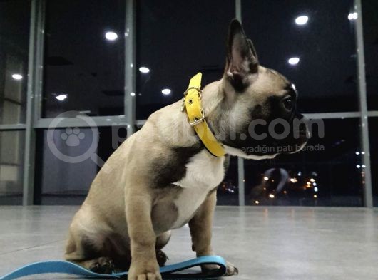 Orj. Babyface French Buldog Bebeklerimiz